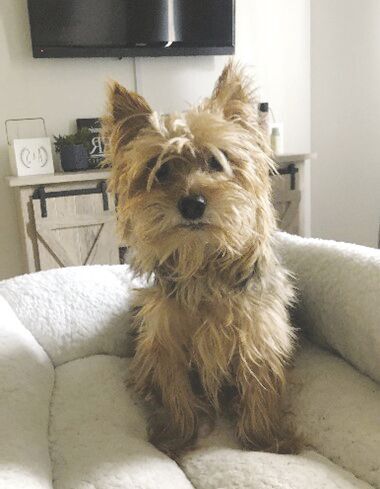 Otto